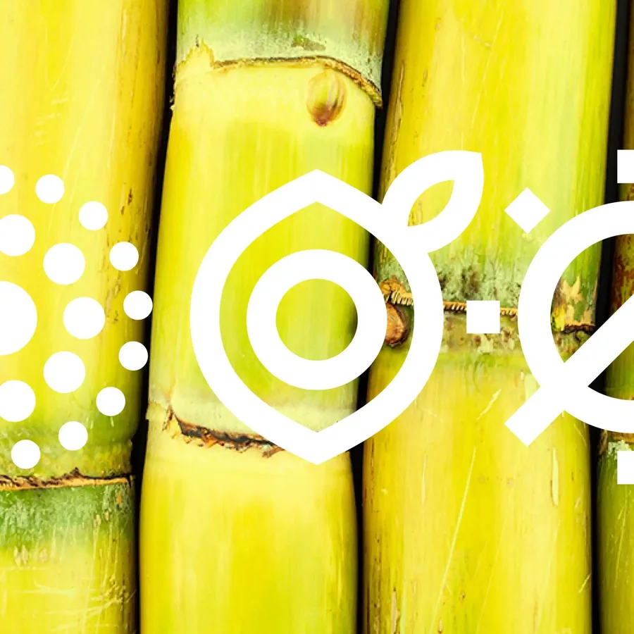 Brand Identity