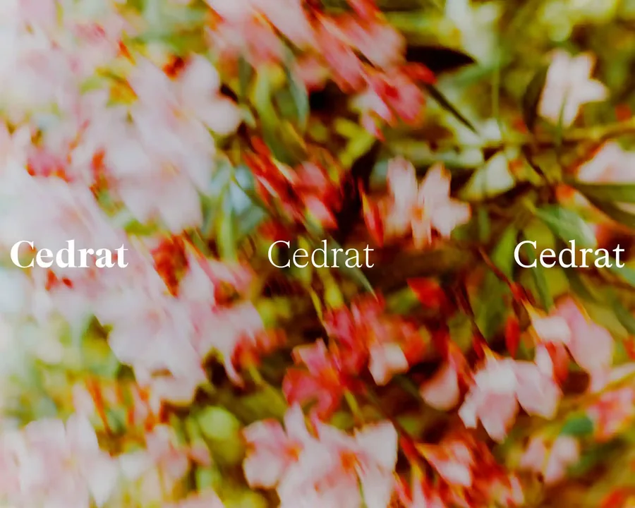typeface